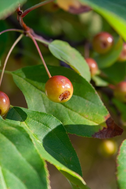 埃迪·豪：托纳利腿部伤势不太严重，今天将评估维萨能否出战